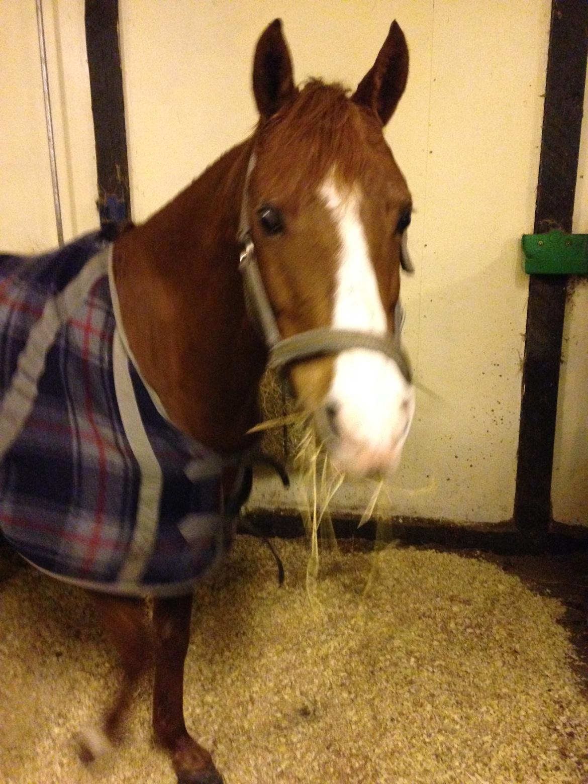 DSP Nyholms Sinatra billede 12