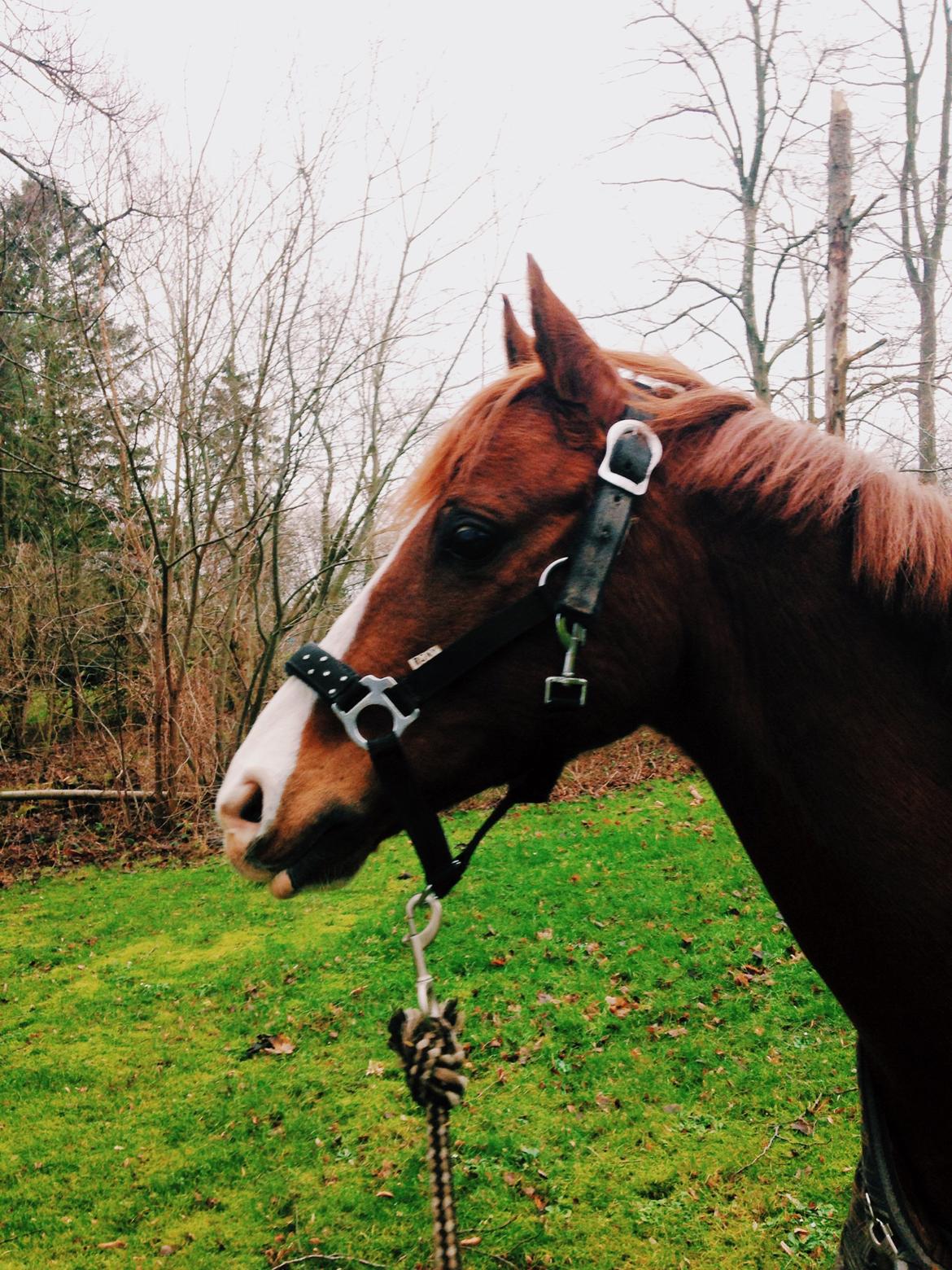 DSP Nyholms Sinatra billede 11