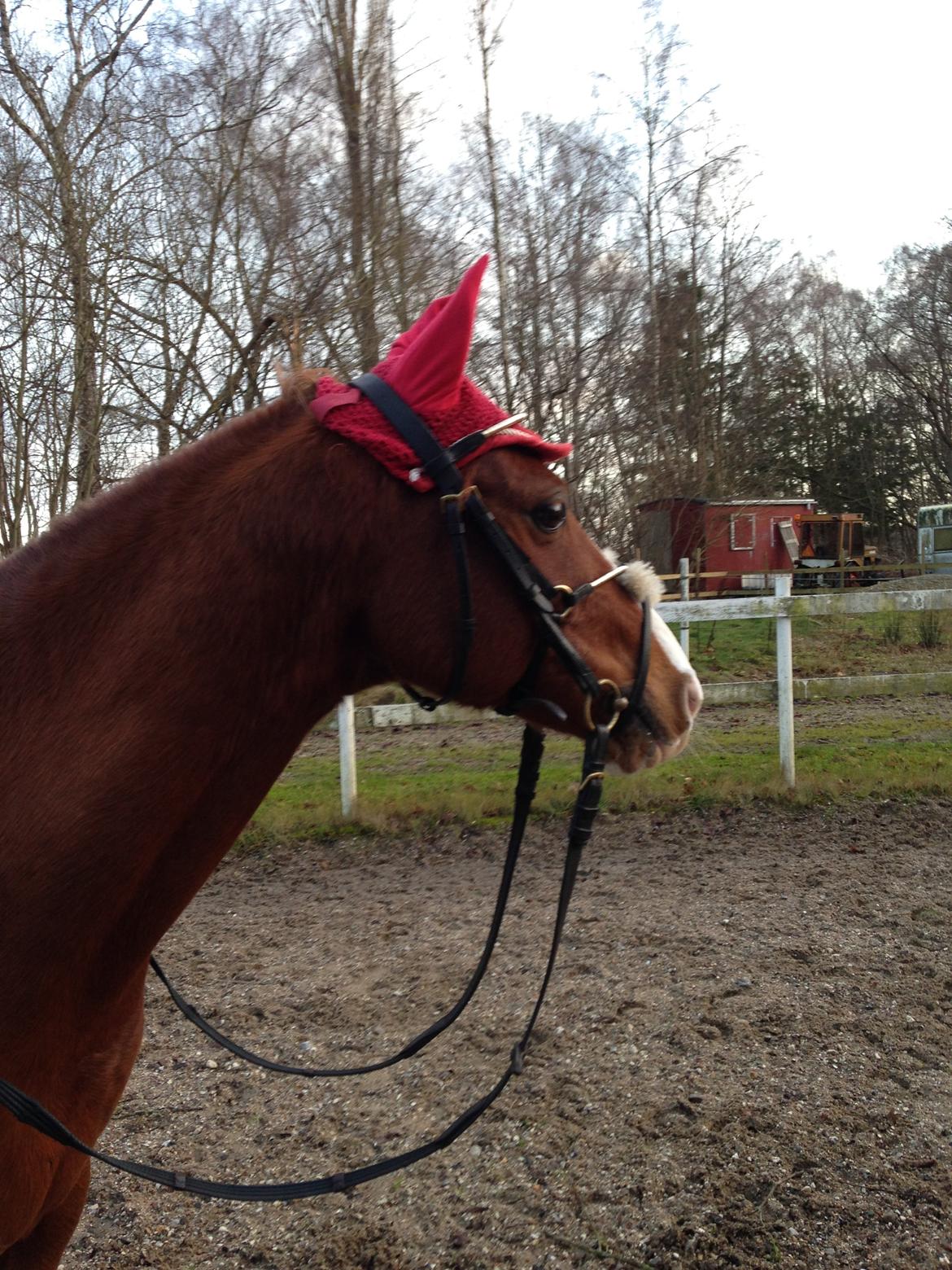 DSP Nyholms Sinatra billede 14