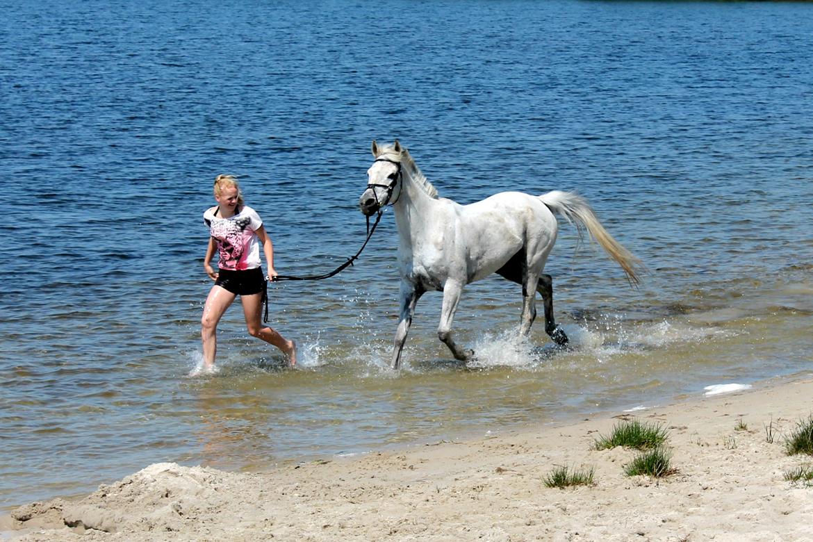 Arabisk fuldblod (OX) Wish Me Lucks Wibraka - Mig og brakse ved vandet i sommers <3 billede 18