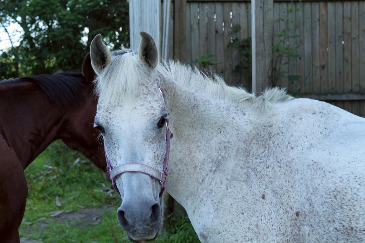 Arabisk fuldblod (OX) Wish Me Lucks Wibraka - Wibraka på fold i sommers <3 billede 27