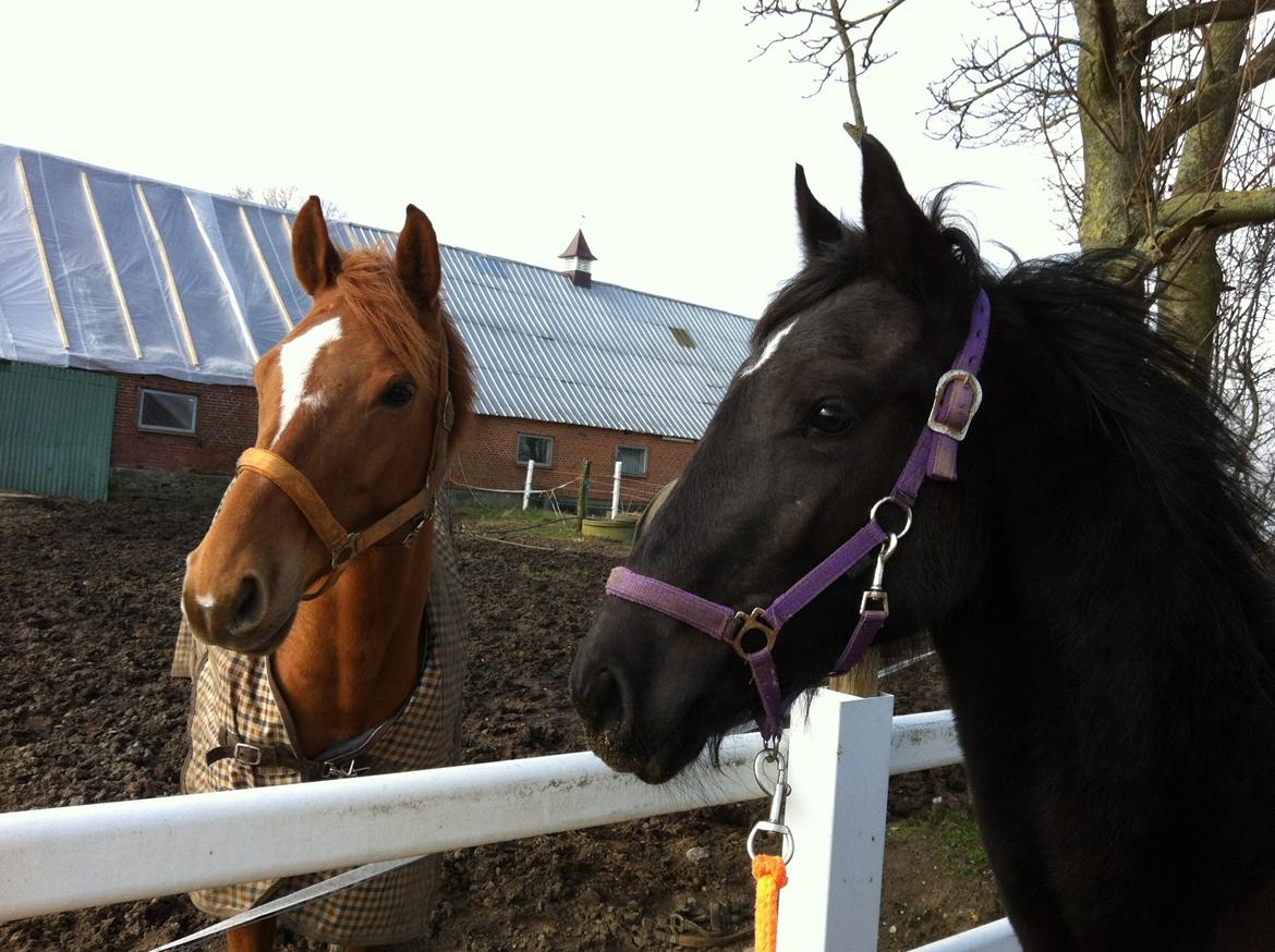 Anden særlig race Farida Arieke  billede 1