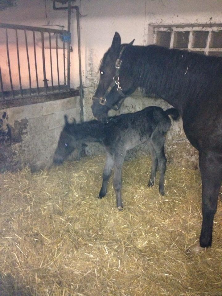 Anden særlig race Farida Arieke  billede 2