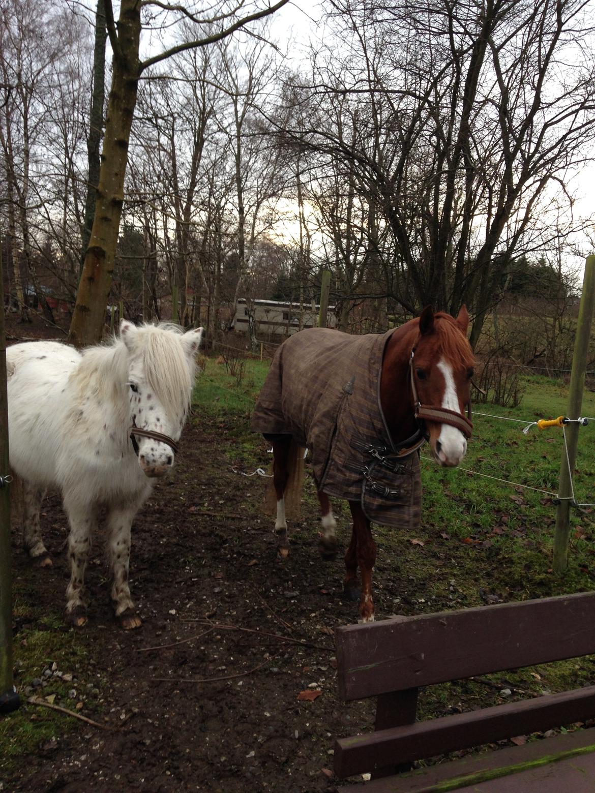 DSP Nyholms Sinatra billede 15