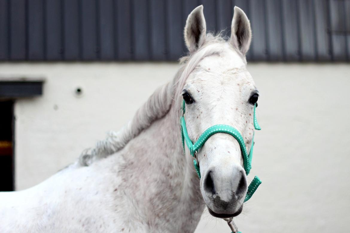 Arabisk fuldblod (OX) Shajmaan *R.I.P* - Marts 2014 billede 2