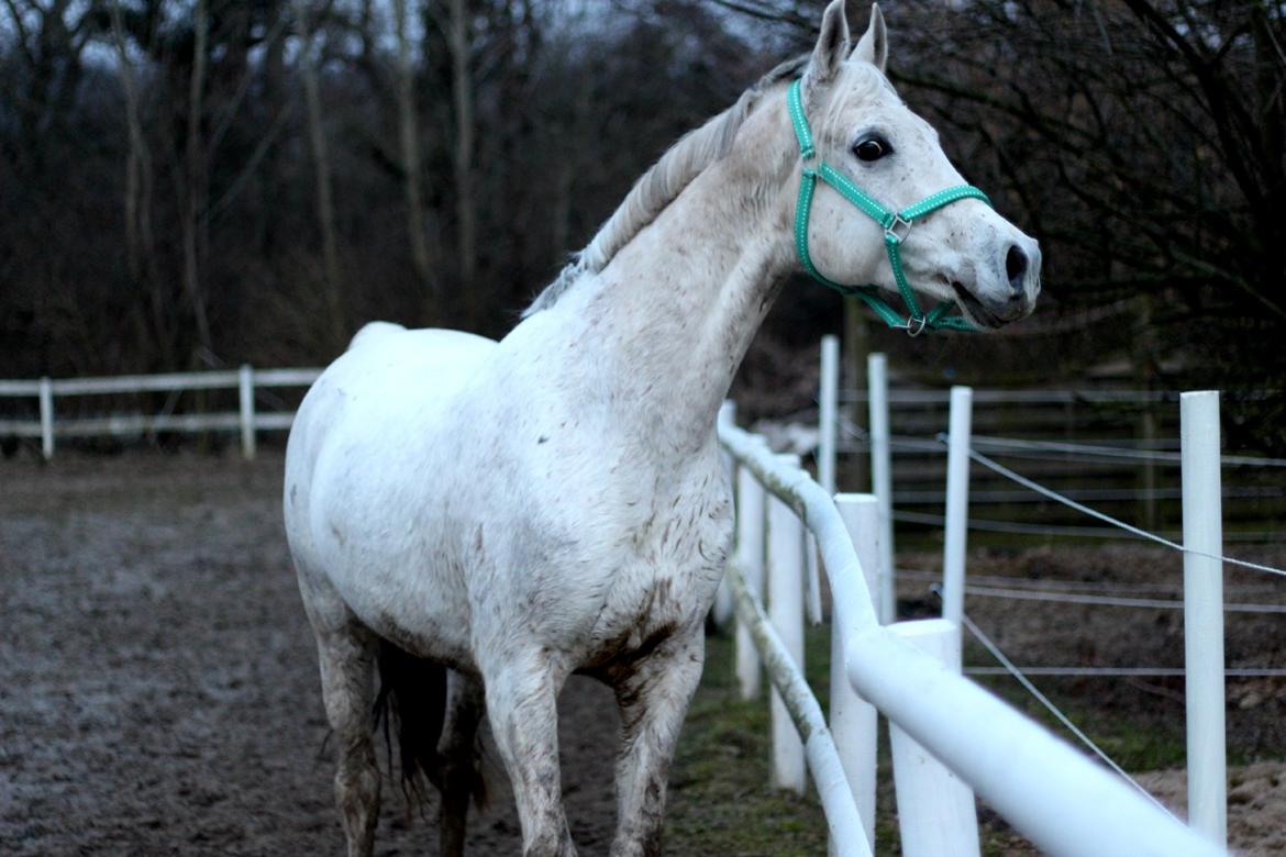 Arabisk fuldblod (OX) Shajmaan *R.I.P* - Marts 2014 billede 3