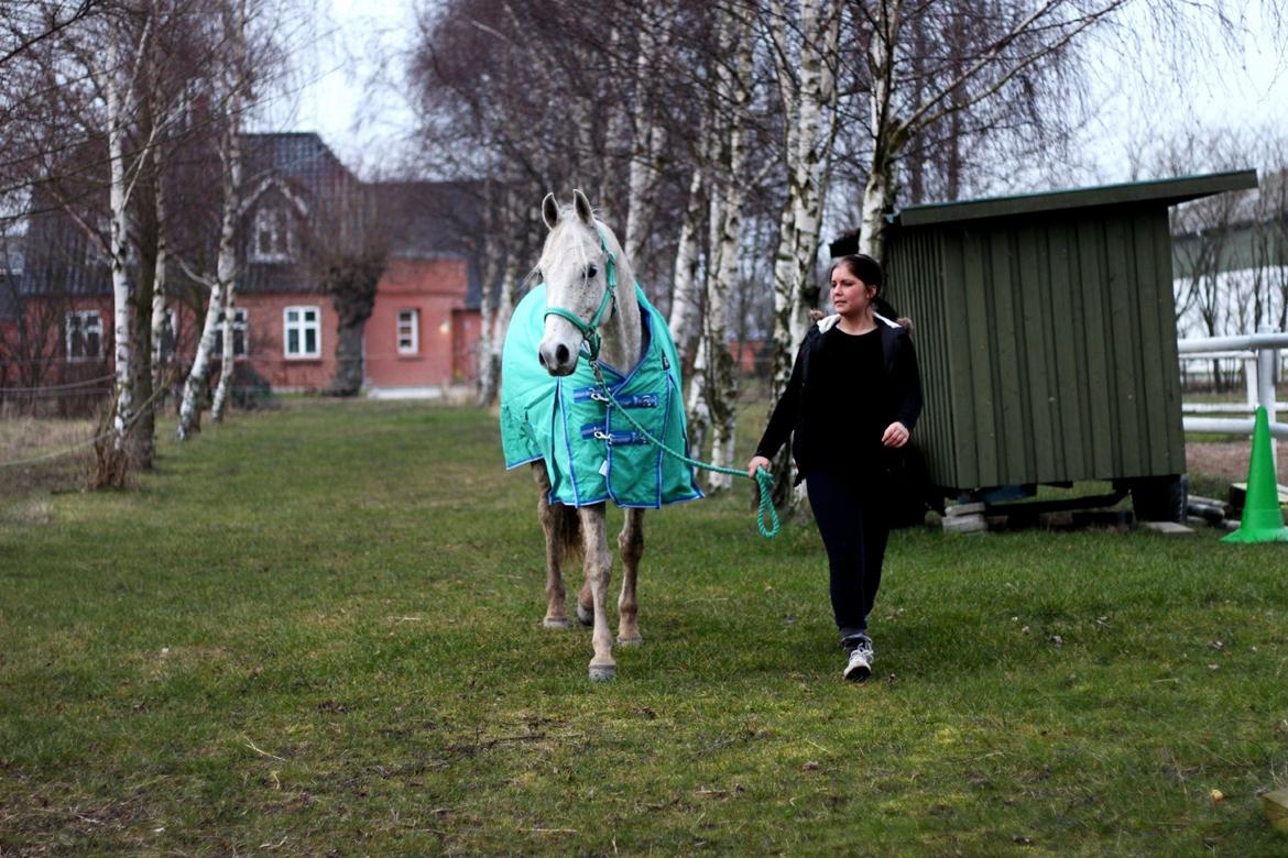 Arabisk fuldblod (OX) Shajmaan *R.I.P* - Marts 2014 billede 4