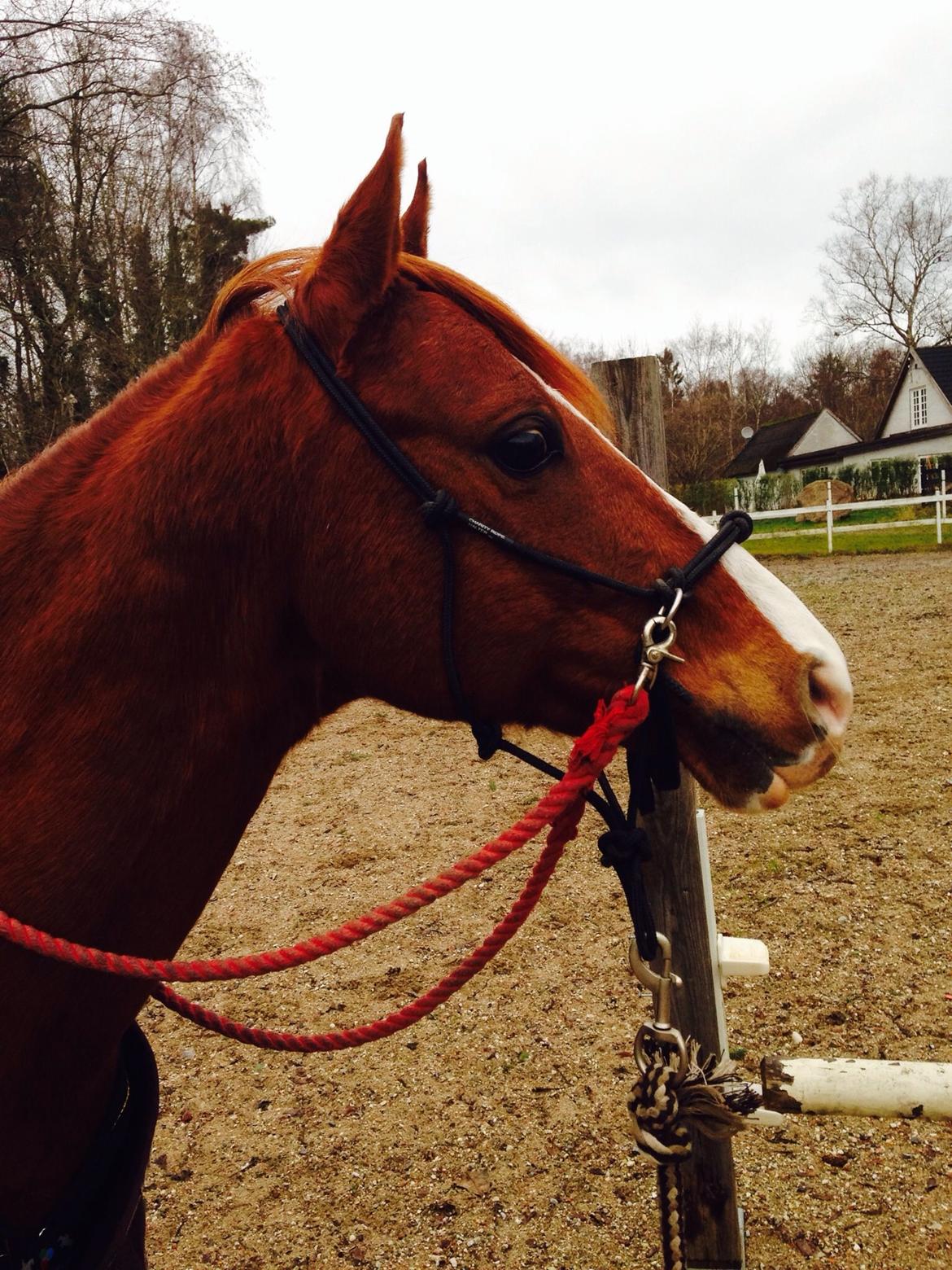 DSP Nyholms Sinatra billede 17