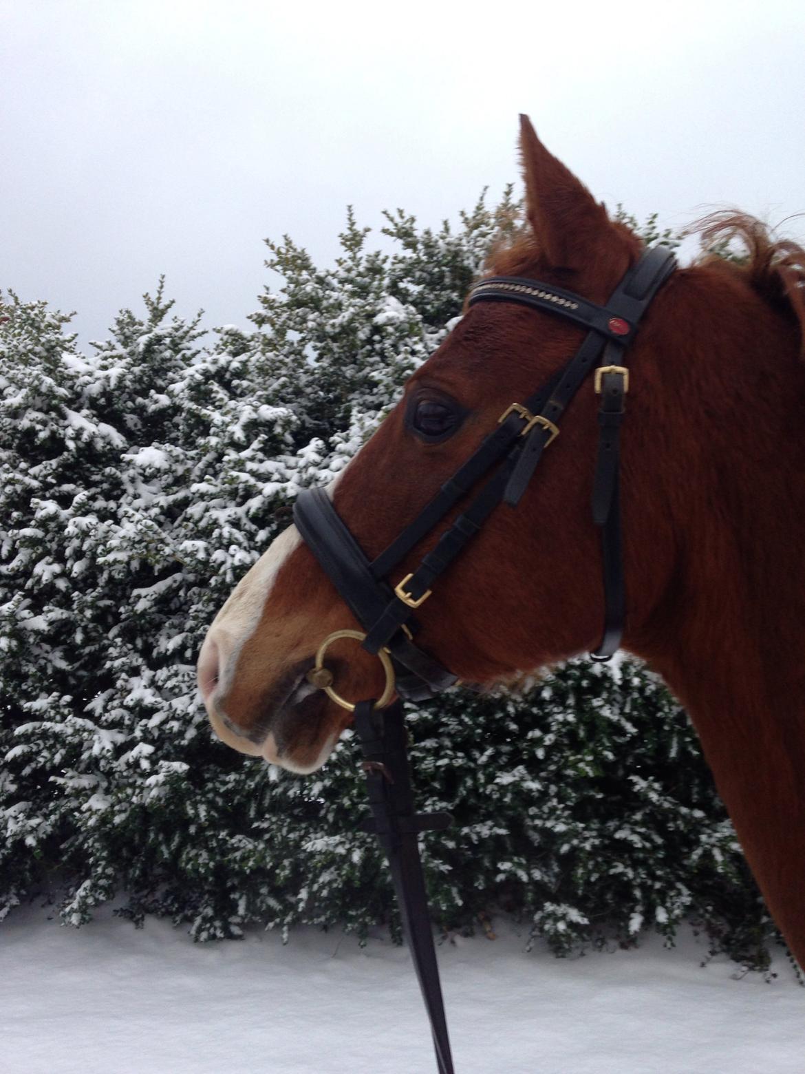 DSP Nyholms Sinatra billede 18