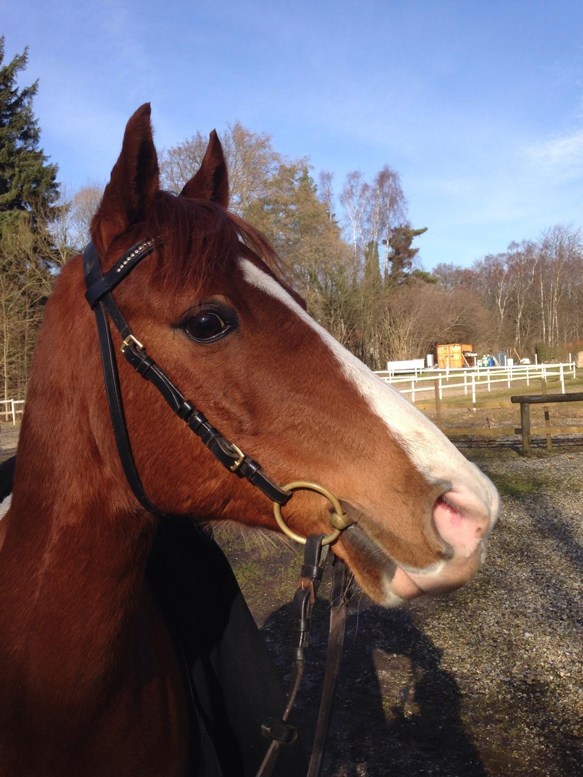 DSP Nyholms Sinatra billede 19