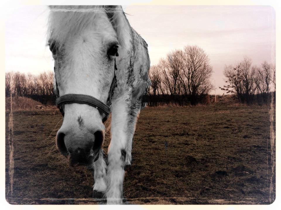 Anden særlig race Plet Farvel mit 1 og alt! </3 - Nobody like you! </3 billede 14