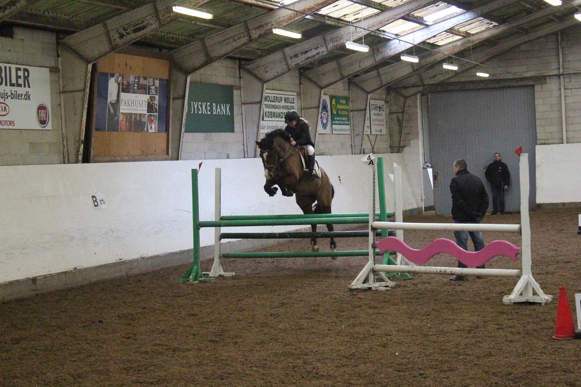 DSP Haahr`s Dumbledore billede 31