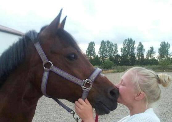 Dansk Varmblod Toftegaardens Piaff - Lige da jeg var kommet hjem fra ferie <3 billede 10