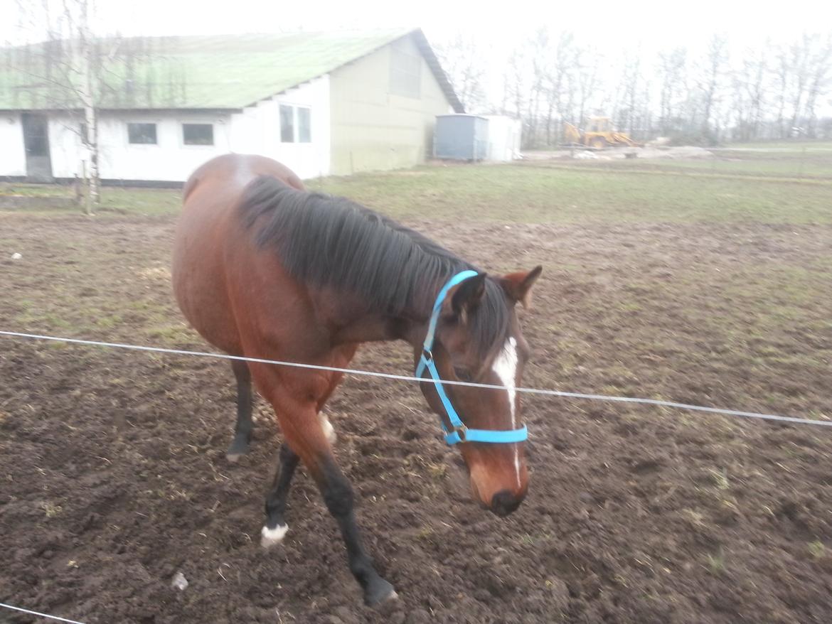 Anden særlig race Valentine billede 16