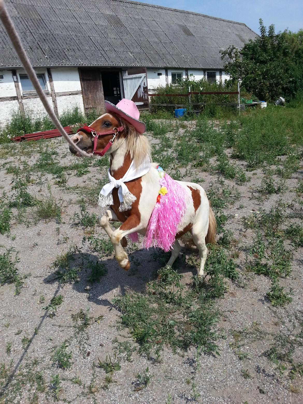 Miniature Pocahontas billede 13