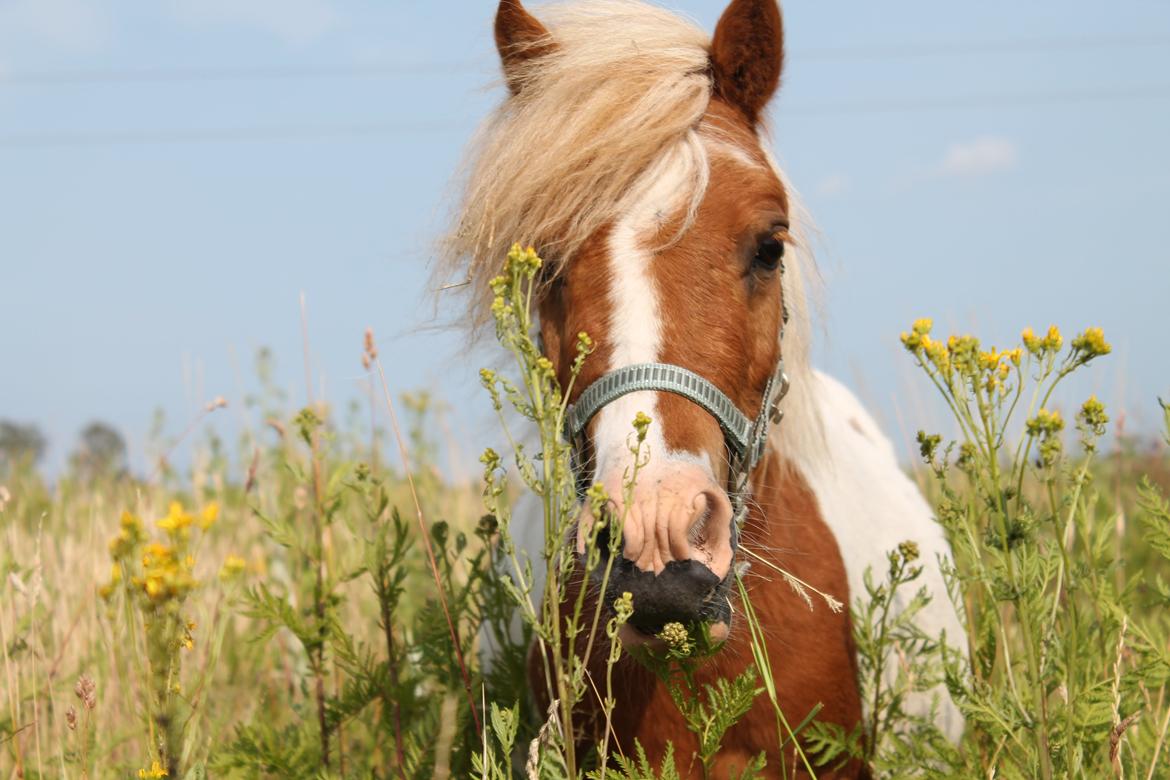 Miniature Pocahontas billede 1