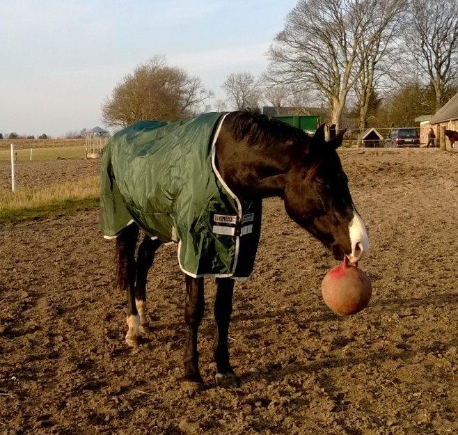 Anden særlig race Klitgaards Mr Big *R.I.P* - Biggen og deres elskede bold  billede 17