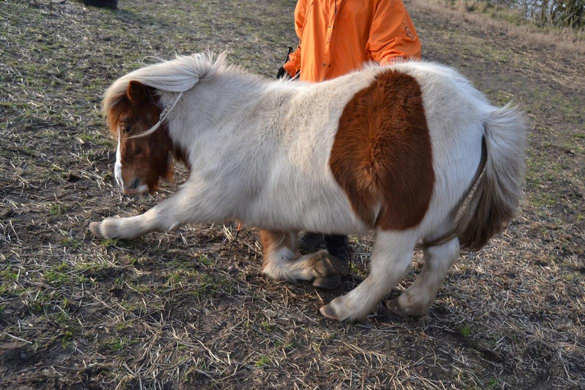 Anden særlig race Smut - Marts 14, fotograf Louise, Smut nejer uden brug af udstyr, og får heller ik godbid efter, bædste pony <3 billede 6