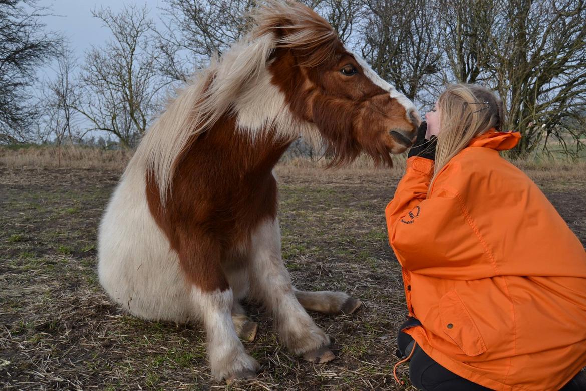 Anden særlig race Smut - Smut sitter, og kysser på kommando, uden udstyr og godbidder 3 marts 14, fotograf Louise <3 billede 17