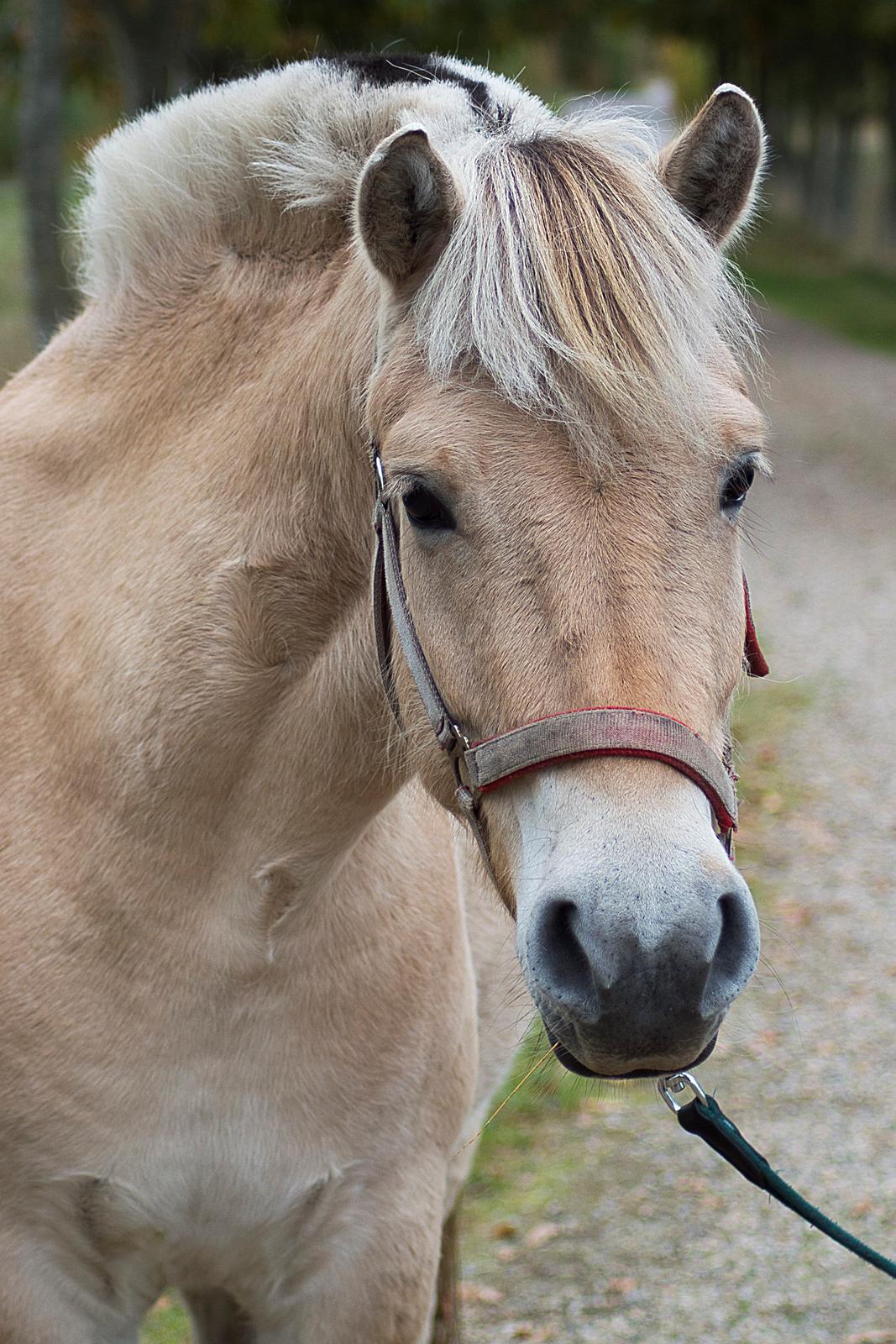 Fjordhest | Odin Møldrup | Hotte  - Flotte Hotte ser sød ud  billede 8