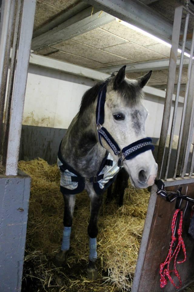 Anden særlig race Suri - Dagen i baby blå. Hvad synes i? billede 13