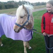 Islænder Isak fra Stenholthus