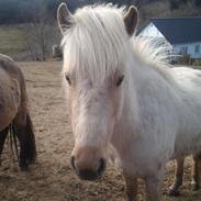 Islænder Isak fra Stenholthus