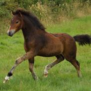 Welsh Pony af Cob-type (sec C) Rhyd ddu Glenys