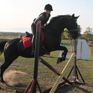 Anden særlig race Diamant