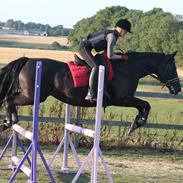 Anden særlig race Diamant