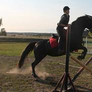 Anden særlig race Diamant