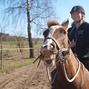 Hollandsk Sportspony Gentle<3 damp-ponyen<3