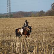 Amerikansk Paint Pony Our Treasure Maglite (Toby)