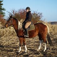 Amerikansk Paint Pony Our Treasure Maglite (Toby)