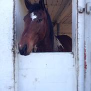 Amerikansk Paint Pony Our Treasure Maglite (Toby)