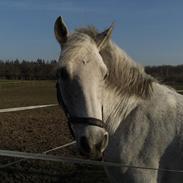 Anden særlig race Houdini<33 [min hest]