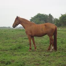 Dansk Varmblod Duelundgårds Carey May