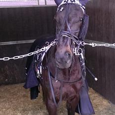 Traver Surprise me styrax