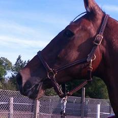 Traver Oberst Køjborg