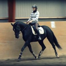 Dansk Varmblod Romero's Elektra (redet)