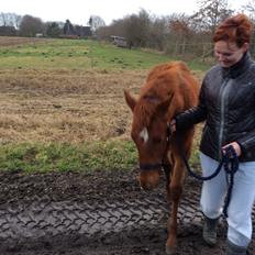 Palomino Holms Mr Dudditss