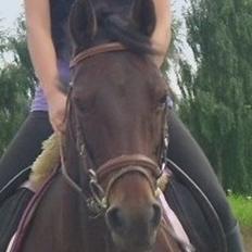 Connemara Tobæks Isabella <3