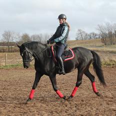 Trakehner Elvira Madigan