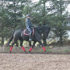 Trakehner Elvira Madigan