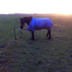 Frieser Jeltsje Fza Sonderladegaard