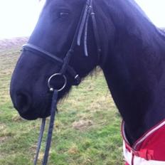 Frieser Jeltsje Fza Sonderladegaard