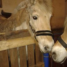 Anden særlig race Laban