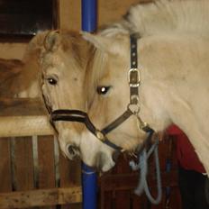 Anden særlig race Laban