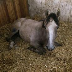 Anden særlig race Fararri