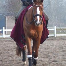 Trakehner Klokkeblomst Hedevig
